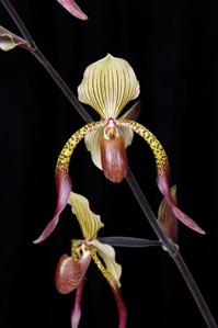 Paphiopedilum Julius Tall Boy AM/AOS 82 pts. flower